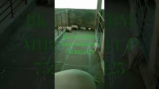 BK PIG FARM MIRZAPUR UP 7524054425