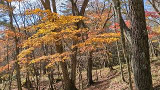 奥多摩の都民の森、三頭山山登りを兼ねて秋の紅葉🍁を眺めながらハイキング