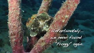 Frogfish Bonaire! Amazing HD footage.