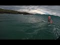 great white shark encounter on coffs coast