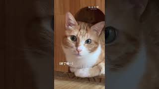 迷你貓日常－橘皮的視線迴避