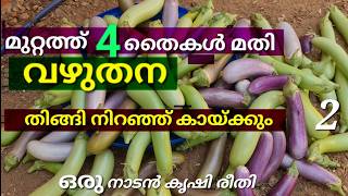 വഴുതന ഇങ്ങനെ കൃഷി ചെയ്താൽ നിറഞ്ഞ് കായ്ക്കും /വഴുതന കൃഷി | Vazhuthana krishi | Brinjal cultivation