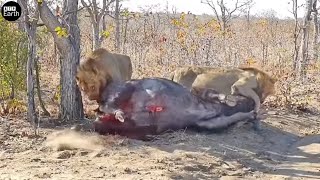 Male Lion Attack Big Prey and Eat Alive - Animal Fighting | ATP Earth