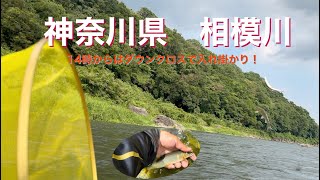 2024.8.7　神奈川県相模川