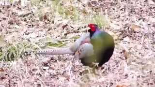 ムビる04880 国鳥キジ ♂＆♀ kiji - Japanese Pheasant