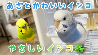 かわいいのに怒るとヤバいインコちゃん