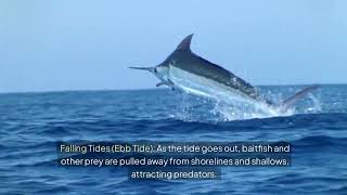 Understanding Tides and Currents: How They Affect Saltwater Fishing
