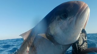 chasse sous marine , sériole dans peu d'eau .