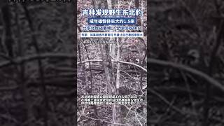 吉林发现野生东北豹 成年雄性体长大约1.5米 比东北虎还要稀少 全球仅存40只 #中国 #animals #东北豹#野生動物 #shorts #vlog #news #jilin