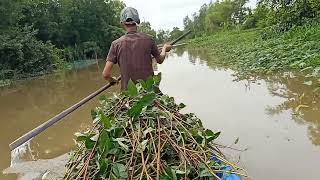 Bạn Đen đi cắt rau muống sông cho Lợn ăn.