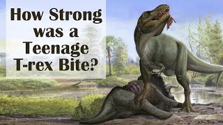 How Strong was a Teenage T-rex Bite?