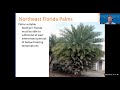 webinar palms of ne florida