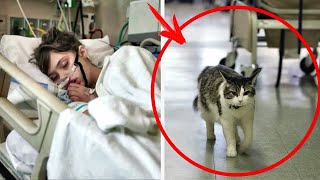 Meet Oscar The Cat, The Feline That Can Predict When People Will Pass Away