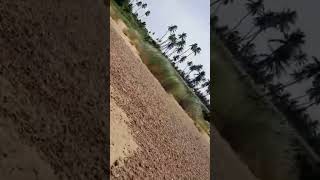 Kaveri river bed# காவேரி ஆற்றுப் படுகை #shorts# trending