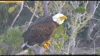 AEF NEFL Eagle Cam 2-27-2018: My Brakes Don't Work!