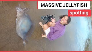 Beach-goers try to save a massive barrel jellyfish | SWNS TV