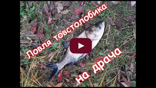 Браконєрська ловля товстолобика, Silver carp