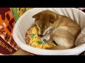 【柴犬】自分の満足いく寝床を作りあげるまで一生懸命ほりほりする犬。