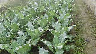 সহজেই Cauliflower (ফুলকপি) এবং Broccoli (ব্রোকলি) চাষ করতে পারেন আপনি ও