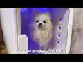 흡수력 짱 강아지 수건 찾으세요 여기 있어요🐾 dog towel recommendation