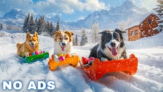 12 Hours of Dog Calming Music For Dogs 💖 Anti Separation Anxiety Relief Music 🐶🎵 dog music