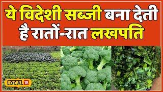 Farming: धमाल मचा रही है ये विदेशी सब्जी, मात्र दो महीने में होती है लाखों की कमाई | #local18