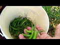 how to care u0026 grow chilli at home வீட்டில் மிளகாய் செடி வளர்ப்பது எப்படி milagai sedi valarpu