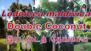 இரட்டைத் தேங்காய் | Double coconut Lodoicea maldivica Coco de mer Sea coconut