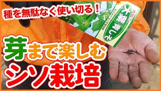 家庭菜園や農園で4月から始めるシソ栽培！余った種で芽シソまで無駄なく楽しむ！種まきのコツやシソの育て方を徹底解説！【農園ライフ】