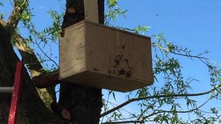 Bee swarm moving into Bait Hive  **WITH TIMELAPSE**