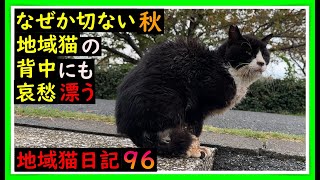 【哀愁漂う背中】なぜか切ない🍁秋。地域猫の背中にも漂う哀愁。朝夕と肌寒くなったこの頃。寒い冬を似りきるために、地域猫たちの食欲も旺盛になりました。みんな元気に寒い冬を乗り切ってほしい🙏　#猫