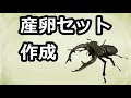 ミヤマの王様‼産卵セット作ります