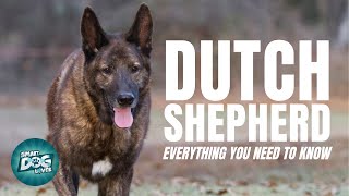 Dutch Shepherd Dog Breed Guide | Dogs 101 - Dutch Shepherd