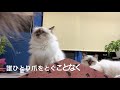 バーマン猫たちの新しい爪とぎ【三角形爪とぎ】triangle nail sharpener（バーマン猫）birman cat