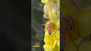 Honeybees love Mullein #atkinsonfarmok #beehive #beekeeping #bees #honey #honeybees