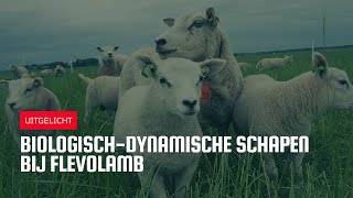 Uitgelicht | Biologisch-dynamische schapen bij Flevolamb