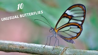 Top 10 Most Unusual And Beautiful Butterflies