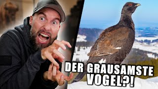 FASZINIEREND und GRAUSAM zugleich! Alle Infos zum Rackelhahn | Robert Marc Lehmann