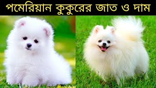 কিউট পমেরিয়ান কুকুরের জাত ও দাম- Cute Dog price in India\u0026 Bangladesh- Pomeranian Dog|Dog -Pet world