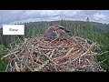 9 8 2021 strange osprey attack on osprey chick.