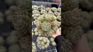 Imported succulents for sell #cactusandsucculentlover464