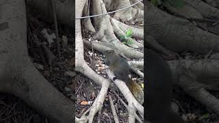 Big squirrel in the park 公園裡的胖松鼠