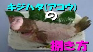 ”キジハタ(アコウ)”の捌き方講座！釣りたて高級魚刺身にして絶品！てんぷらマックcooking