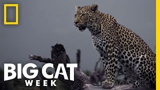 Leopard Siblings | Leopard Ultimate Survivor