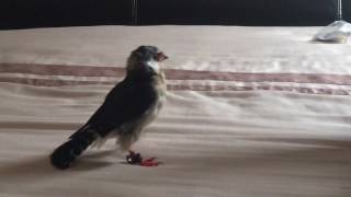 Rocco our African Pygmy Falcon