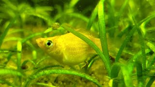 MY FISH NAME IS #MRBEAST LIVING IN MY PLANTED AQUARIUM|NO MAINTENANCE #FISHTANK|FATHER FISH TANK