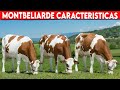 🔴 Montbeliarde CARACTERISTICAS ✅ Raza Lechera MONTBELIARDE