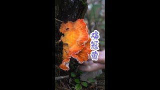 带着妈妈采蘑菇，一上山就发现了肥仔水白葱，居然还发现了鸡冠菌