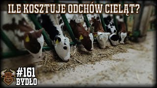 #161 Bydło opasowe - Ile kosztuje odpojenie i odchów cieląt? Symulacja dla kilku różnych grup.