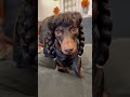 beetlejuice by dancing dachshunds minidachshund dance trend funny dog dachshund beetlejuice